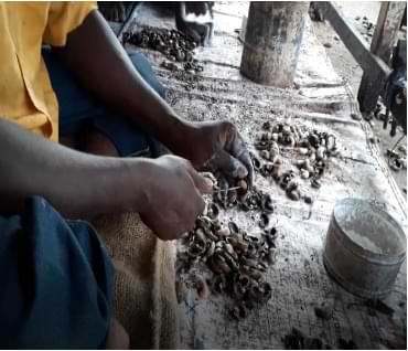 Cashew kernel separating in India.